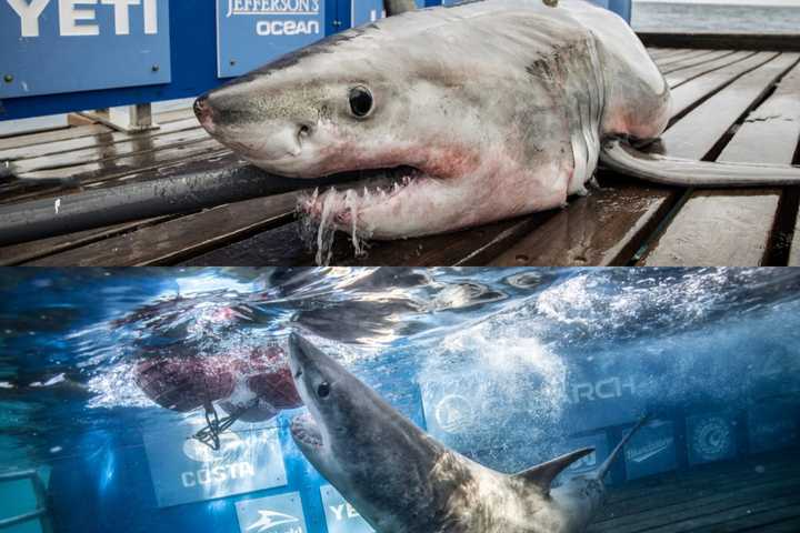 Sharks Tracked Days Apart Along Jersey Shore 'Seem To Be Buddies,' Scientist Says