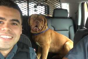 Recognize This Large French Mastiff?