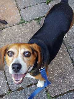Know This Male Beagle Found In Hartsdale?