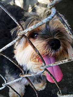 Recognize This Female Dog Found In Mahopac?