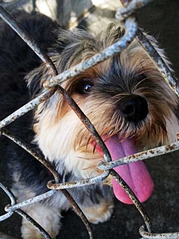 Recognize This Female Dog Found In Mahopac?