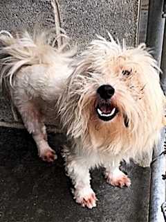 Male Dog Found In Carmel
