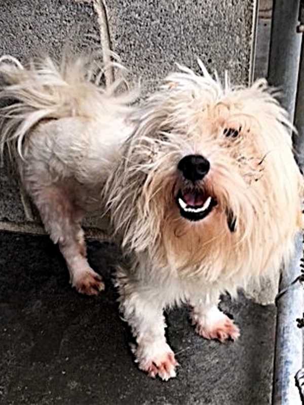 Male Dog Found In Carmel