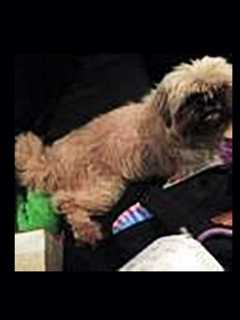 Do You Know This Dog Found In Mamaroneck?