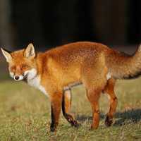 CT Community On High Alert After Series Of Fox Attacks