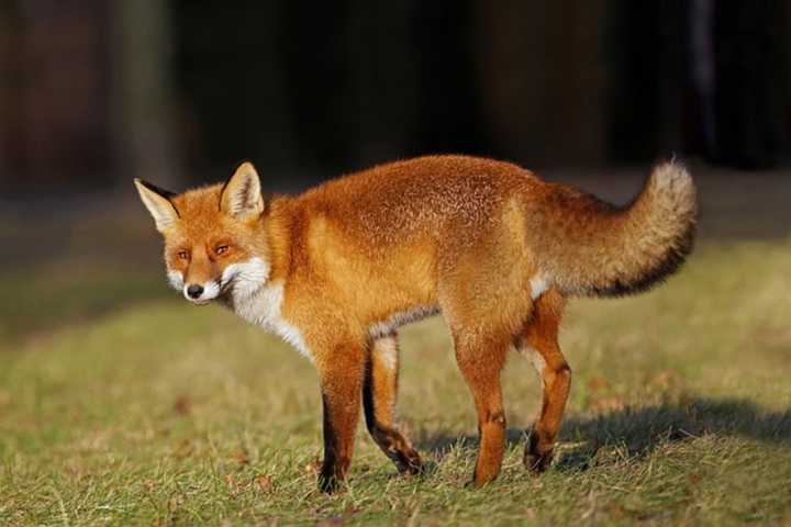 Dead Fox Found In Maryland Neighborhood Tests Positive For Rabies: Officials