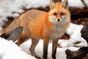 Ho-Ho-Kus Police Warn Residents About Fox