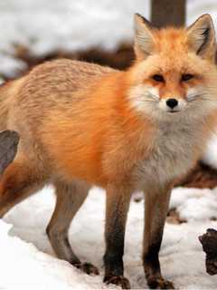 New Canaan Residents Contact Humane Society After Animals Trapped