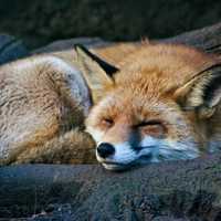 Rabid Fox Attacks Cat In Northern Virginia Neighborhood, Tests Positive: Health Alert
