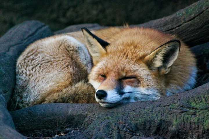 Red Foxes In Borough No Cause For Concern, Say Perkasie Police