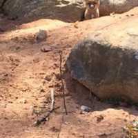 <p>This kit, shown at the mouth of its den in Montebello, a village in Montebello, may have belonged to a female fox found caught in an illegal trap in Kathryn Gorman Ponds Park. The photo was taken on property owned by a neighbor of the park.</p>