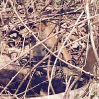 <p>A female fox&#x27;s leg was crushed by an illegal trap set at Kathryn Gorman Ponds Park in the Ramapo village of Montebello. The animal was freed, but will lose its leg.</p>