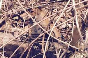 Fox Caught In Illegal Trap At Ramapo Park Loses Leg