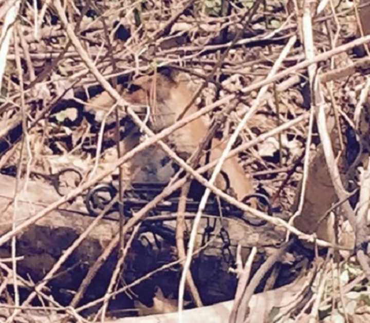 A female fox&#x27;s leg was crushed by an illegal trap set at Kathryn Gorman Ponds Park in the Ramapo village of Montebello. The animal was freed, but will lose its leg.