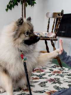 JCC On The Hudson Salutes 2, 4 Legged Heroes On 9-11 Day Of Service