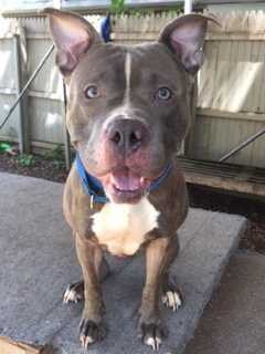 Freedom Is SPCA Pet Of The Week