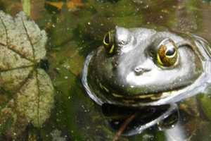 Kids Can Meet Live Snakes And Frogs In Maywood