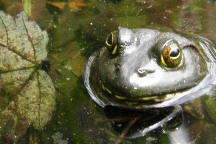 Kids Can Meet Live Snakes And Frogs In Maywood