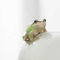 Count Frogs As 'Citizen Scientists' For Beardsley Zoo, Maritime Aquarium