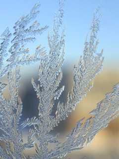 Frost Advisory In Effect For White Plains
