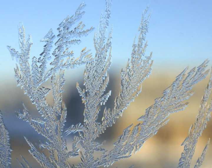 A frost advisory in effect for Monday night in Southern Westchester County could have a damaging effect on sensitive outdoor plants.