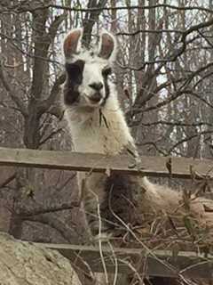 Llama Spotted At SunRaven In Bedford