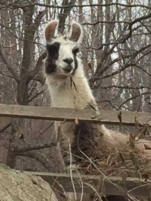 Llama Spotted At SunRaven In Bedford