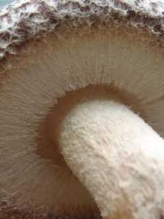 Nyack Farmers' Market Gains Mushroom Vendor
