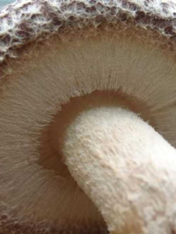 Nyack Farmers' Market Gains Mushroom Vendor