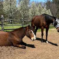 <p>Cassimo and Rodeyo of Furvivors Wonderland Horse Rescue and Sanctuary.</p>