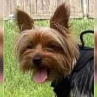 HE'S BACK: Yorkie Who Ran Off After Motorcycle Crash In Teaneck Finds Way Home To Bogota