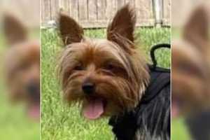 HE'S BACK: Yorkie Who Ran Off After Motorcycle Crash In Teaneck Finds Way Home To Bogota