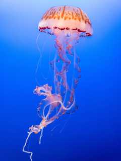 More Than 500 Stung By Jellyfish On 2 Nearby Beaches In Region