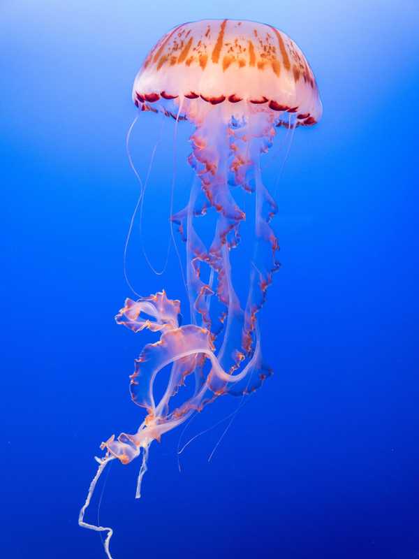 More Than 500 Stung By Jellyfish On 2 Nearby Beaches In Region