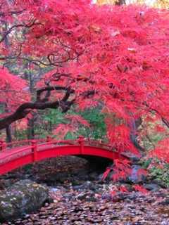 Residential Gardens Eligible For Mount Kisco Contest