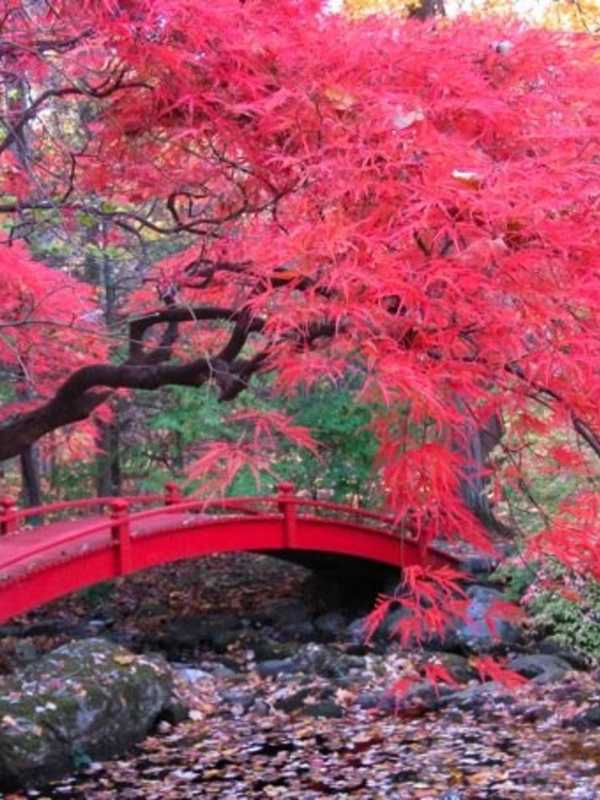 Residential Gardens Eligible For Mount Kisco Contest