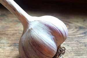 Ramsey Hosting First-Ever Garlic Festival