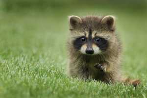 Quincy Man Set Raccoon On Fire In Backyard: Report