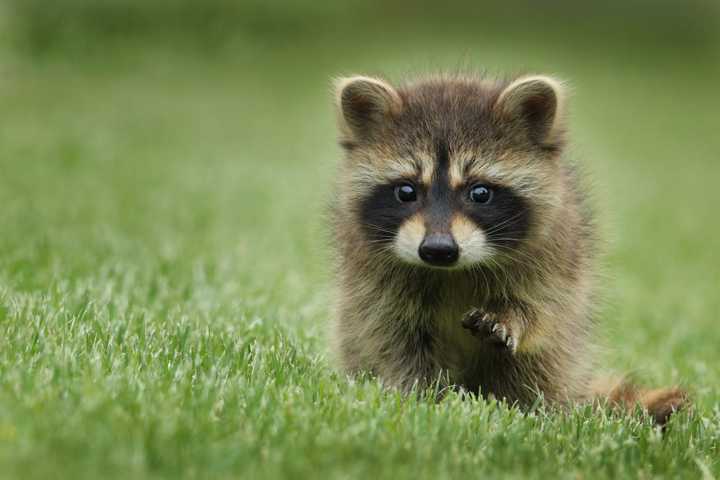 A raccoon&nbsp;