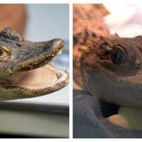 Alligator Escaped Into PA Creek During Flash Floods, Owner Says
