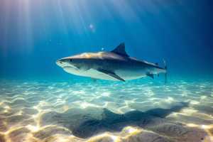 Teen Bitten By Shark While Surfing Off Stone Harbor Beach