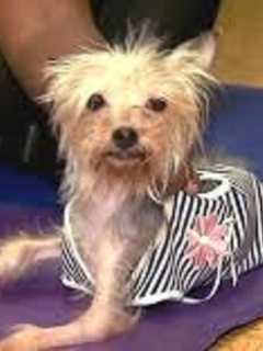 Yonkers Center Cares For Abused Dog; Owner Faces Animal Cruelty Charges