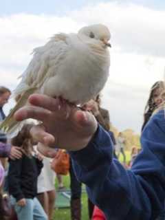 Greenwich Land Trust Hosts Annual Go Wild Event 