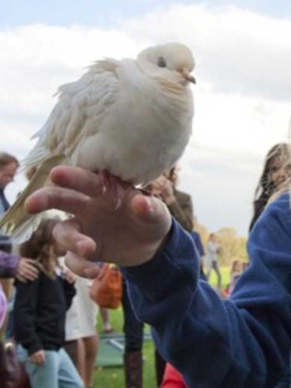 Greenwich Land Trust Hosts Annual Go Wild Event 