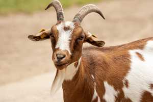 At Least 15 Goats Run 'At Large' In Hudson Valley: Police