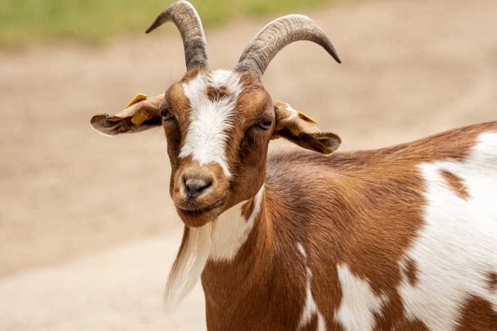 At Least 15 Goats Run 'At Large' In Northern Westchester: Police