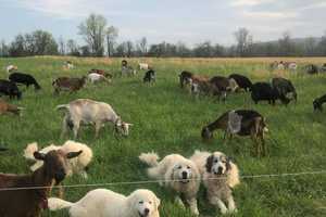 Virginia Farm Responds To E. Coli Outbreak Allegedly Linked To Baby Goats