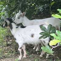 On The 'Lamb'? Owners Of Stray Goats Sought In Bucks County