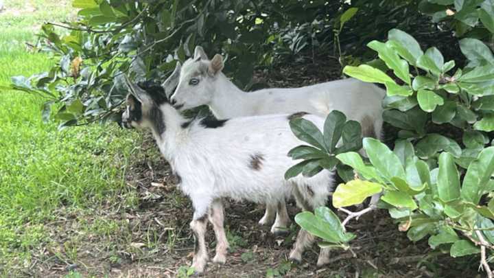 The Doylestown goats