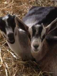 Meet The Goats At Yorktown's Hilltop Farm